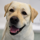 Image for article titled The Best Personal Trainer Might Be a Dog